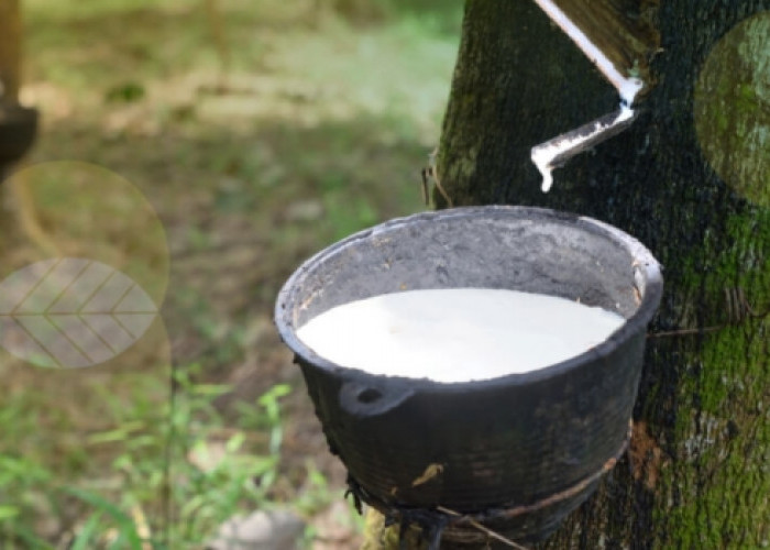 Getah Karet, Lebih dari Sekadar Bahan Baku Ban