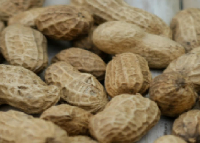 6 Manfaat Kacang Rebus, Lebih Dari Sekedar Cemilan