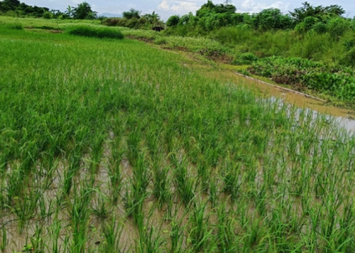 Petani Merugi: Sawah Terendam, Panen Gagal akibat curah hujan tinggi 