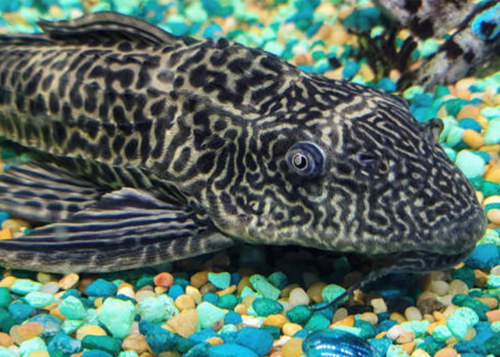 Ikan Sapu-Sapu: Manfaat, Bahaya, dan Fakta Unik yang Jarang Diketahui