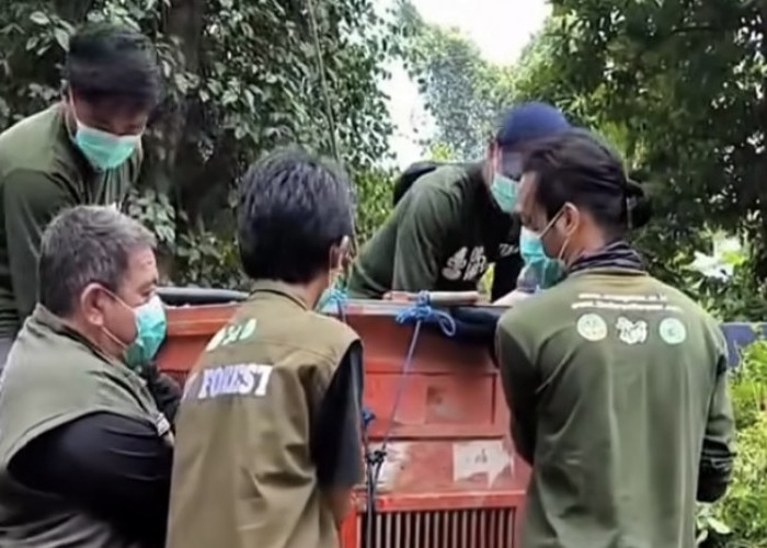 Orangutan yang Sempat Berkeliaran di Jalan Houling Kutai Timur Akhirnya Dilepasliarkan