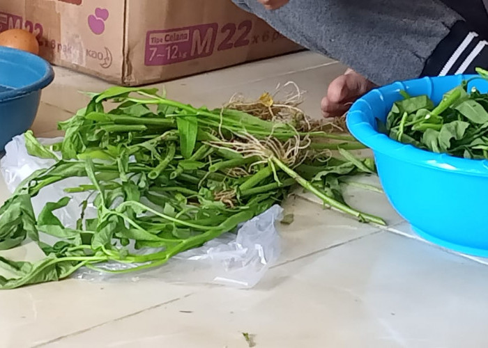 Si Hijau Sayur Kangkung yang Kaya Manfaat