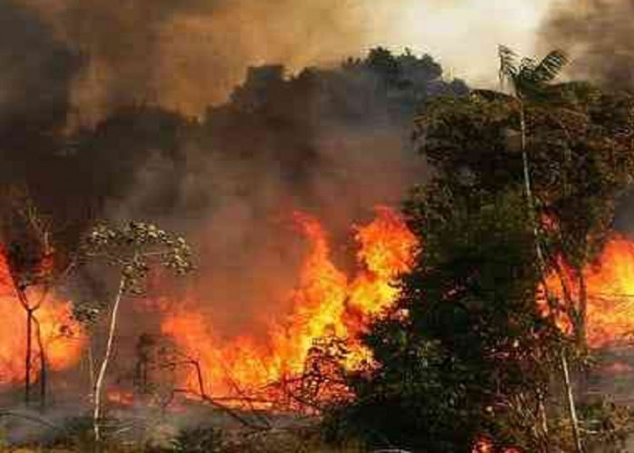 Kebakaran Hutan Jambi, Masyarakat dan Monopoli Air Sebagai Penyebab Utama