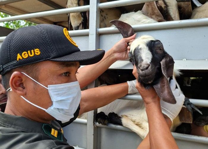 Antisipasi Wabah PPR, Barantin Tingkatkan Pengawasan Lalu Lintas Hewan Ternak di Jambi