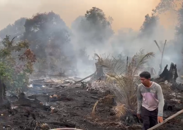 Kebakaran Lahan Hanguskan 2 Hektare di Pematang Lumut Tanjab Barat