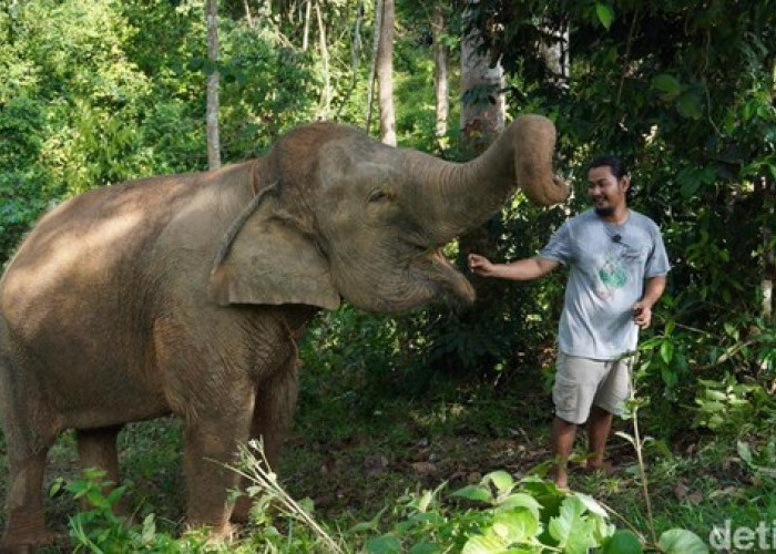 Karhutla Ancam Bentang Alam Bukit Tigapuluh Tebo, BKSDA Jambi Intensifkan Pemantauan Gajah Sumatera