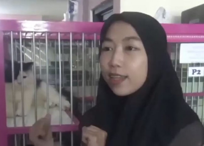Jelang Lebaran, Sejumlah Hewan Peliharaan Kucing Mulai Dititipkan Di Aisy Cat Shop 