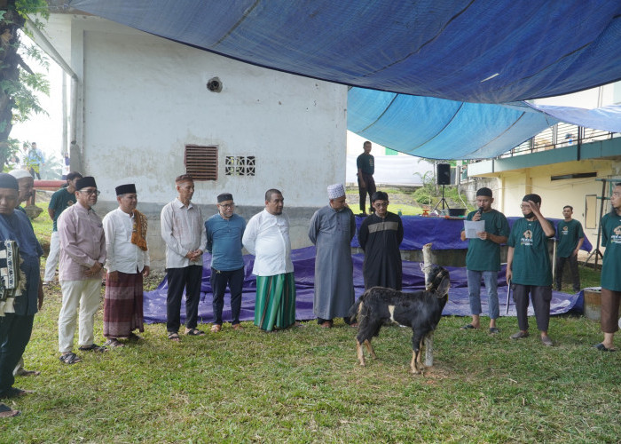 PTPN IV Regional IV Potong 7 Sapi 3 Kambing Kurban