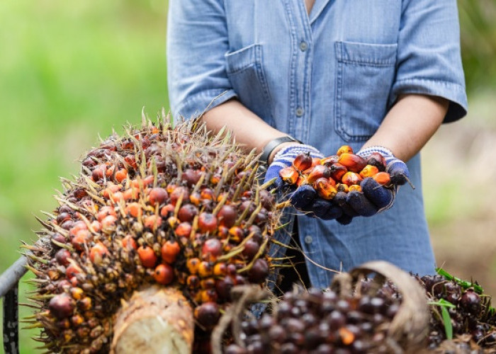 Pergerakan Minyak Dunia Tinggi, Indonesia Diharapkan Mampu Meningkatkan Produksi Kualitas Minyak Sawit