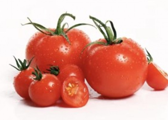 Tomat, Buah Merah Pelengkap Masakan dan Sajian Tepat Menu Diet Sehat