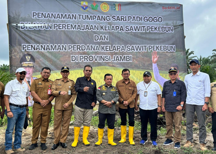 PTPN IV Regional 4, Tanam Padi Gogo Tumpang Sari Kelapa Sawit di Lahan PSR