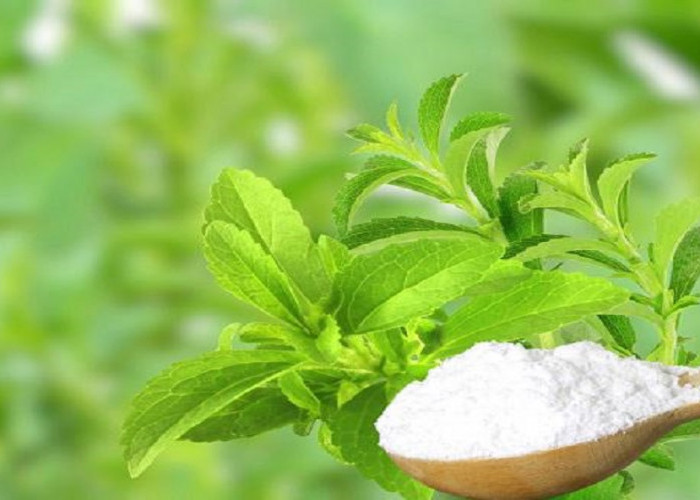 Ada yang Manis Tapi Bukan Gula, Stevia Pemanis Pengganti Gula