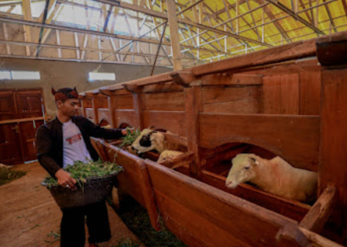 Idul Adha Jadi Momentum, BRI Peduli Tingkatkan Produktivitas Peternak Domba di Desa BRILiaN Sukalaksana Garut