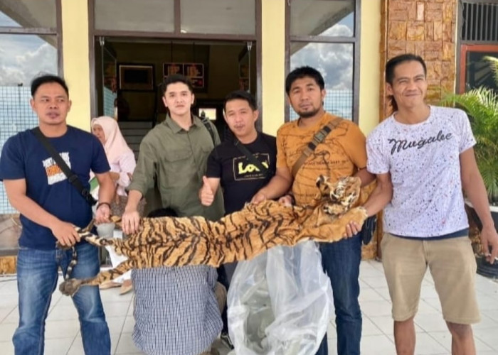 Kulit Harimau Sumatera Sepanjang 2 Meter Hendak Dijual di Kerinci Jambi