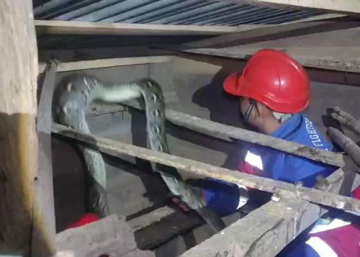 Damkar Evakuasi Ular Sanca Sepanjang 3,5 Meter di Permukiman Warga