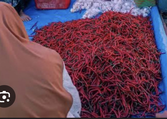 Harga Cabai Merah di Kuala Tungkal Tembus 40–45 Ribu Rupiah per Kilo