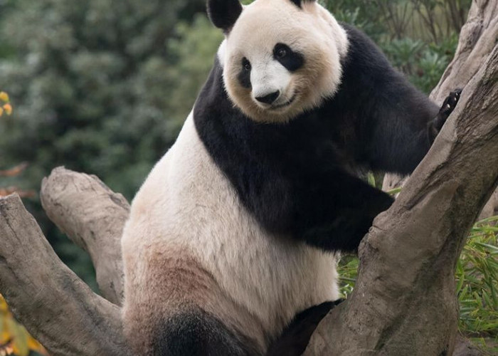 Hari Panda Nasional 16 Maret, Simbol Persahabatan Indonesia–Tiongkok lewat Cai Tao dan Hu Chu