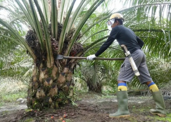 Akibat Konflik Lahan Desa Betung, Penyidik Bakal Kembali Panggil 11 Orang Dari Tim 12