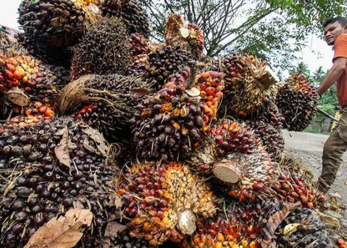 Naik Rp.137,45 Bupati M. Syukur Minta Perusahaan Tak Turunkan Harga TBS: Ikuti Harga Pemerintah