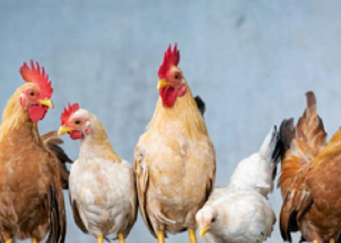 MENAKJUBKAN! Tidak Disangka Ternyata Ayam Menjadi Inspirasi Teknologi Kamera