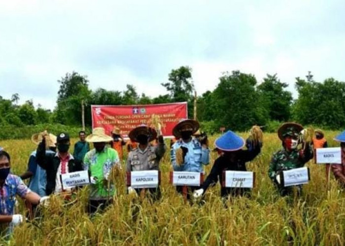 Petani Jambi Ubah Lahan Tidur Jadi Sawah, Hasil Panen Capai 5 Ton per Hektare