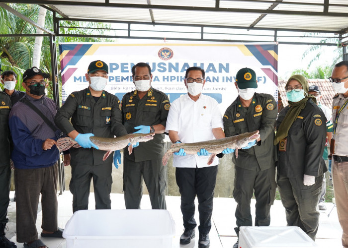 Karantina Jambi Musnahkan Ikan Sapu-sapu dan Aligator Gar Untuk  Lindungi Ekosistem