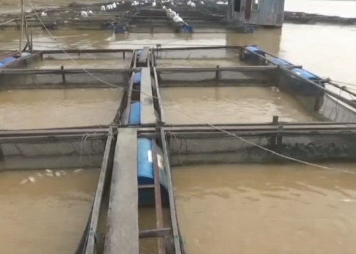 Kemarau Panjang Picu Kematian Massal Ikan Keramba Jaring Apung di Sungai Batanghari