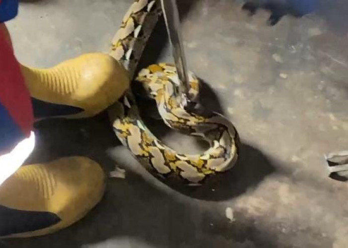 Damkartan Jambi Evakuasi Ular Sanca Kembang di Permukiman Warga