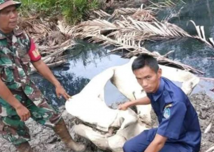 Warga Tanjab Barat Temukan Tulang Berukuran Besar di Pesisir Sungai