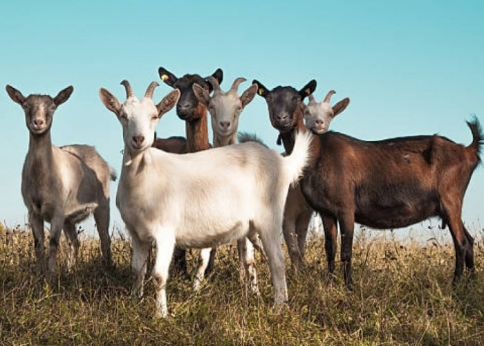 UAH Tegaskan Satu Kambing Bisa untuk Kurban Satu Keluarga
