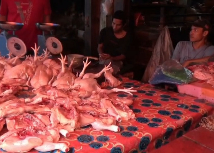 Harga Ayam Potong Masih Rp38 Ribu, Pedagang di Kuala Tungkal Keluhkan Penjualan Sepi