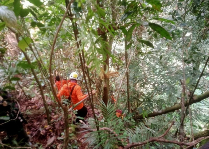 2 Orang Hilang di Hutan Desa Masgo saat Mencari Kayu Bakar, Tim Pos SAR Kerinci lakukan Pencarian
