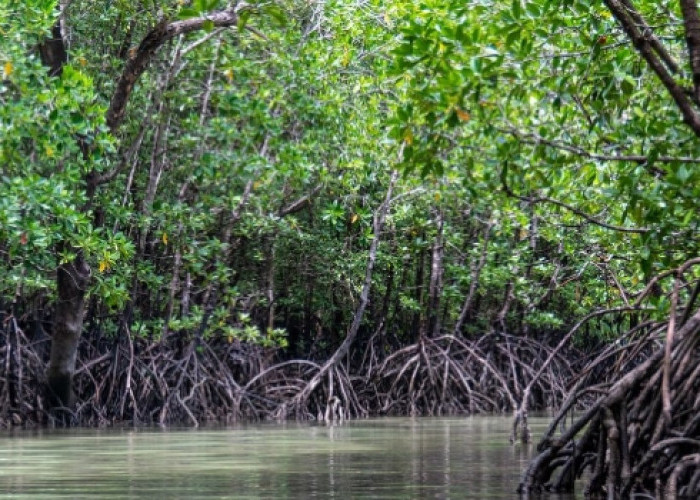 Hutan Mangrove sebagai Benteng Terakhir Melindungi Pantai dari Abrasi