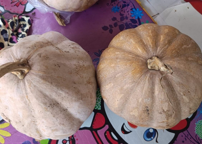 Penderita Asam Lambung Wajib Tahu Manfaat Konsumsi Sepotong Labu Kuning