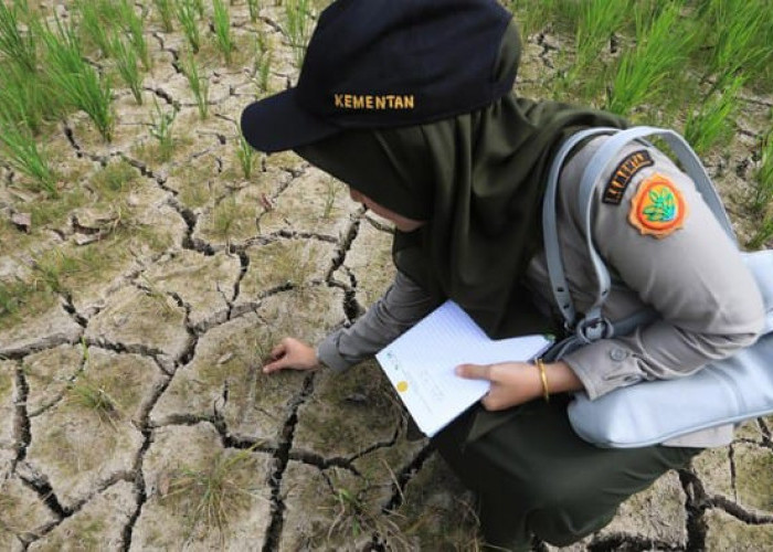 Ratusan Hektare Sawah di Aceh Barat Dilanda Kekeringan, Pemerintah Siapkan Bantuan Pompa Air