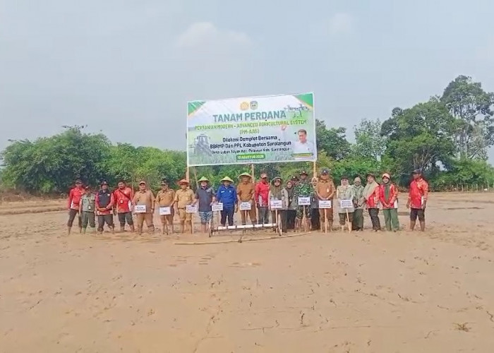 Bupati Hurmin Tanam Perdana Padi dengan Sistem Pertanian Modern di Sarolangun