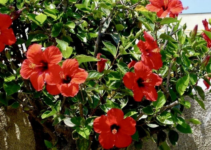 Dari Tekanan Darah Sampai Diet, Ini Manfaat Teh Hibiscus yang Jarang Dibahas