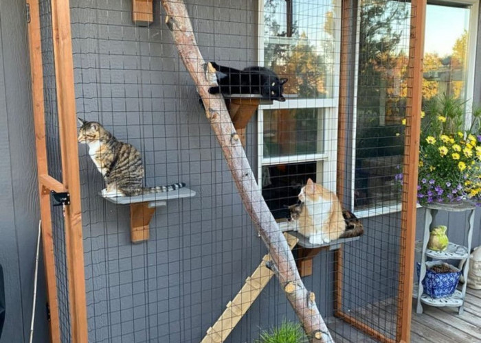 Kandang Kucing dari Baja Ringan jadi Primadona Baru