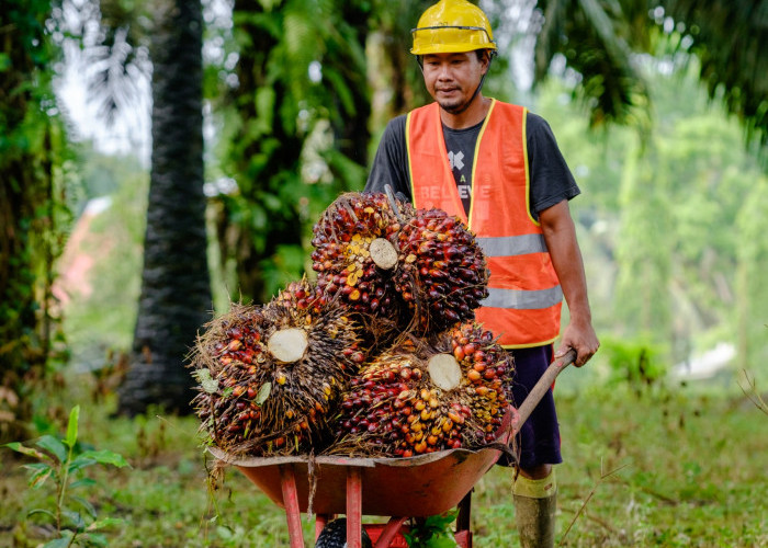 Produksi TBS PTPN IV Regional IV Lebih Target  116 Persen