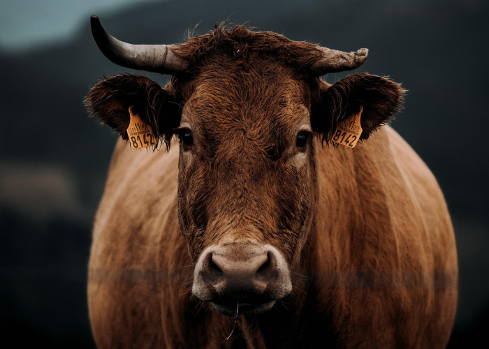 Pemerintah Tambah Kuota Impor Sapi Bakalan 184 Ribu Ekor, Impor Daging Beku Justru Dikurangi