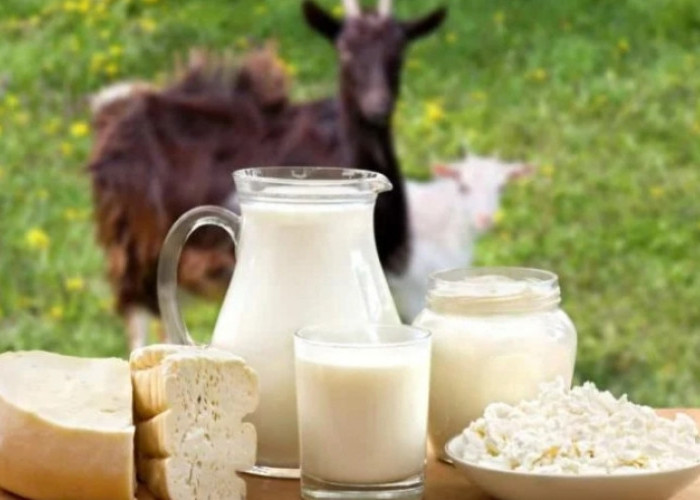 Mengenal dan Mengetahui Manfaat Susu Kambing Bagi Kesehatan Tubuh 