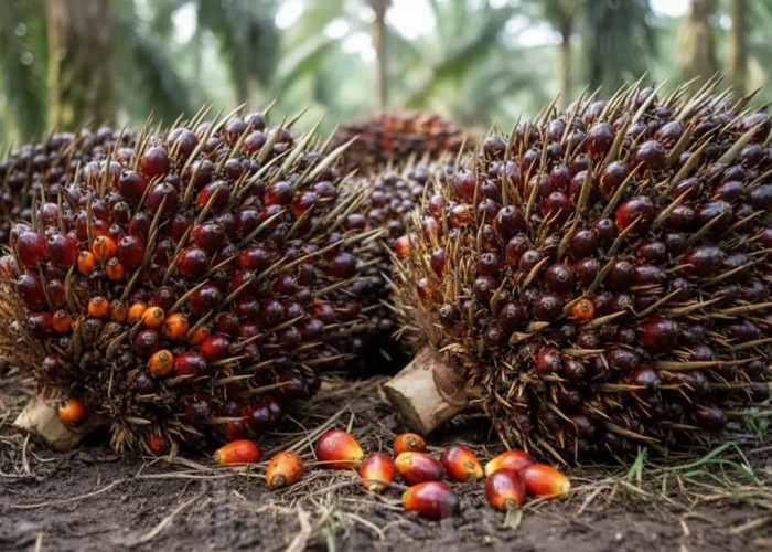 Harga Referensi CPO Juli 2026 Turun Akibat Lesunya Permintaan