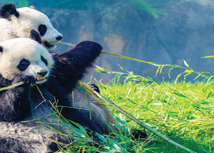 Walau Panda Suka Bambu, Ternyata Nenek Moyangnya Karnivora