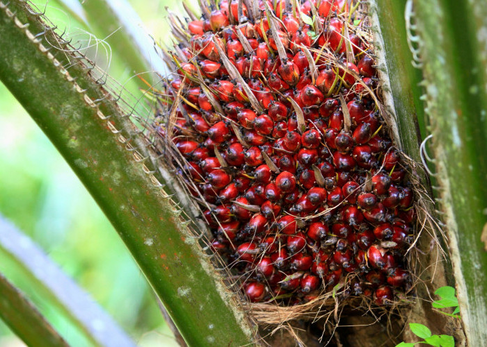 Keringat Kelapa Sawit