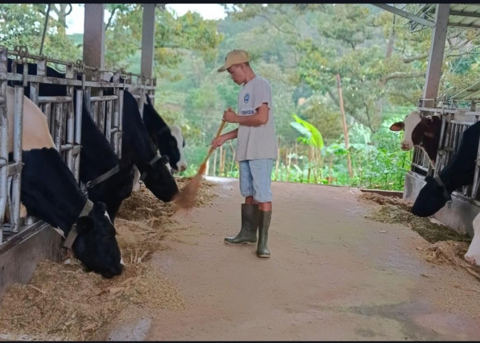 Dapatkan Fasilitas Pembiayaan dan Transaksi dari BRI, Klaster Susu Berhasil Tingkatkan Kapasitas Produksi