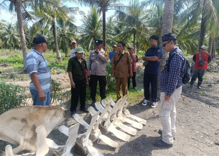 Pemkab Tanjab Barat Amankan Temuan Tulang yang Diduga Biota Laut