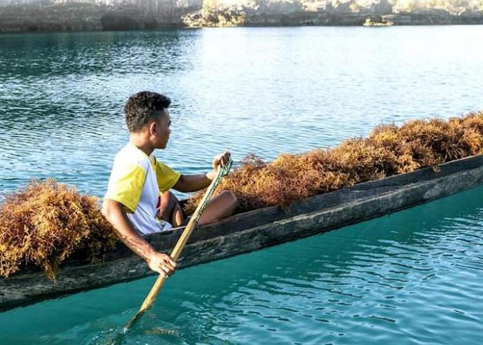 Indonesia Raih Peringkat Pertama Dunia 205,76 Ribu Ton Penghasilan Rumput Laut Terbanyak