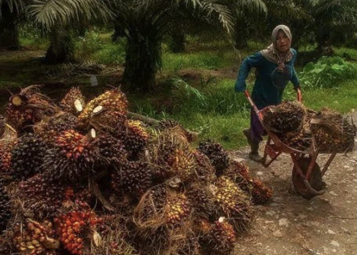 Harga Sawit Jambi Kembali Naik, TBS Umur 10–20 Tahun Capai Rp3.920 per Kilogram