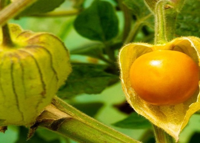 Keunikan Buah Eksotis yang Memikat dengan Ciri Khasnya