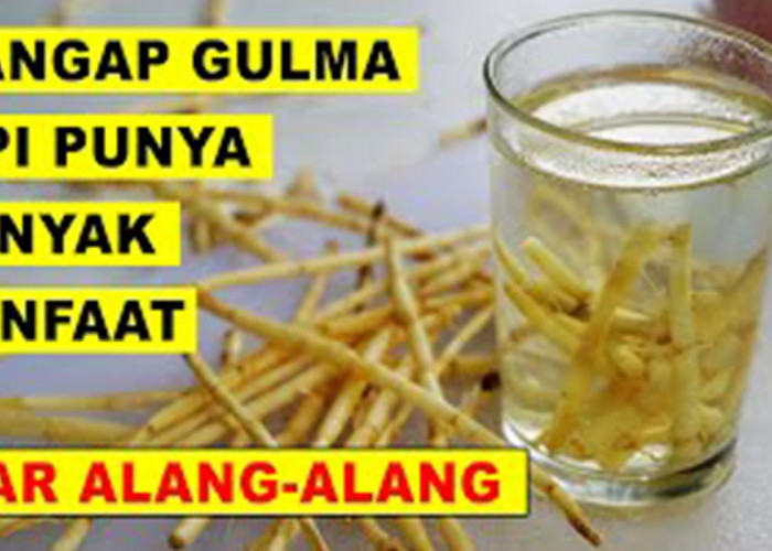 Khasiat Tanaman Alang-Alang: Sering Dianggap Gulma, Ternyata Ampuh untuk Kesehatan Ini Kata Ahli